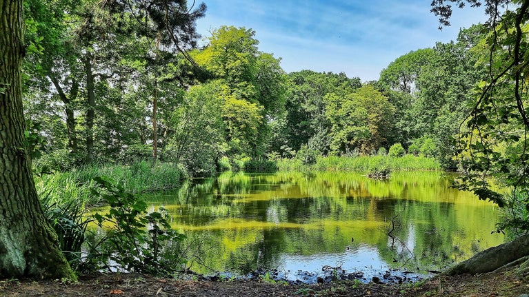 The ice house pond at Gunby showing green and luscious trees around the ponds calm and reflective surface.